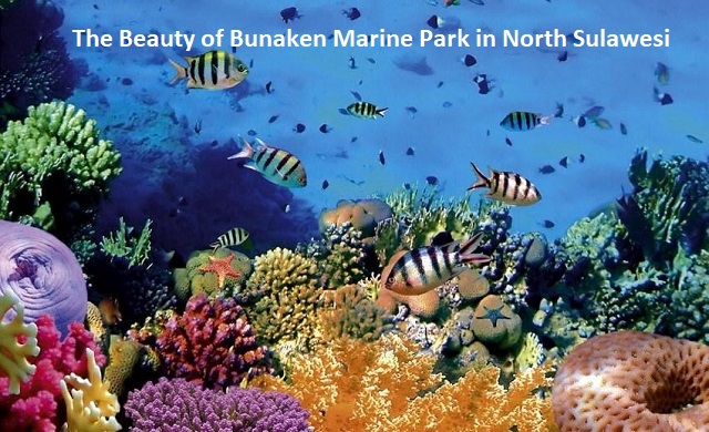 The Beauty of Bunaken Marine Park in North Sulawesi